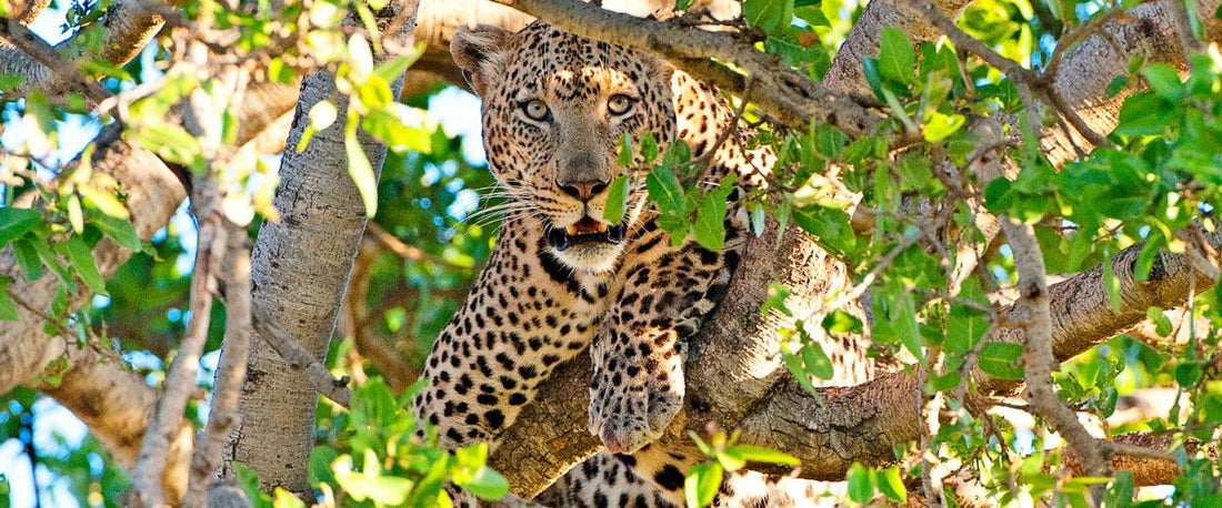 5 Reasons to Visit Ruaha
