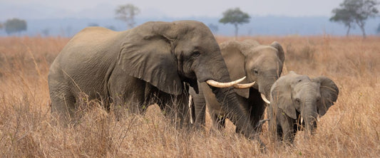 What a Safari in Mikumi Feels Like