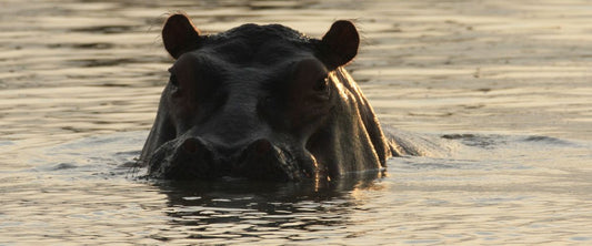 Why We Love Selous (Nyerere)