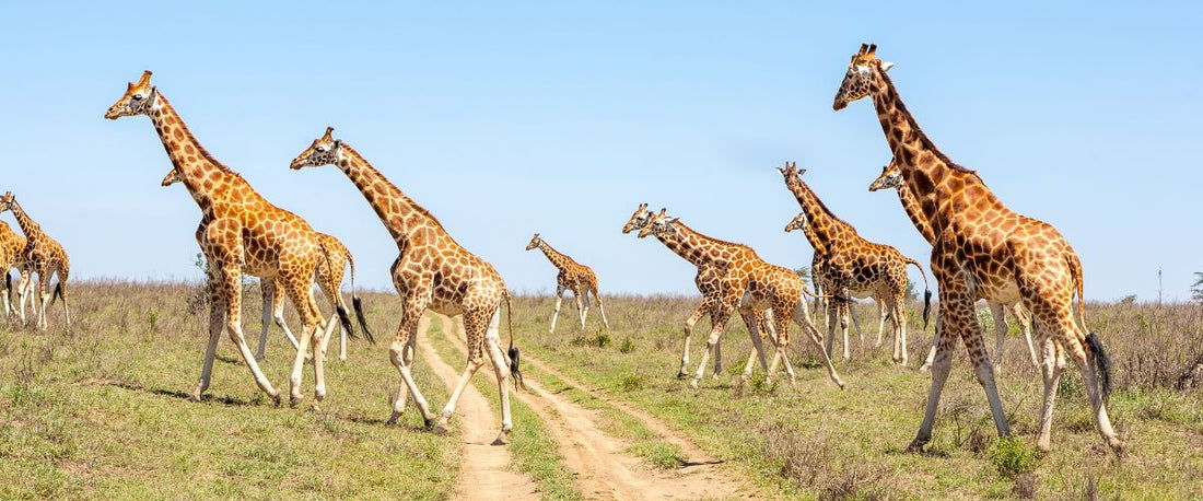 How to Choose the Right Tanzania Safari Operator: 7 Tips