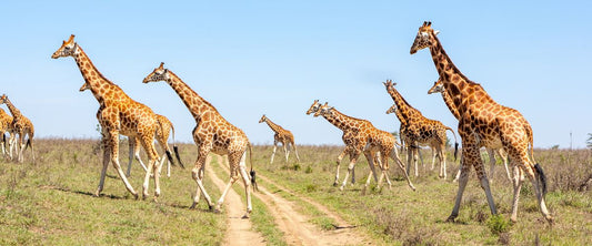 How to Choose the Right Tanzania Safari Operator: 7 Tips
