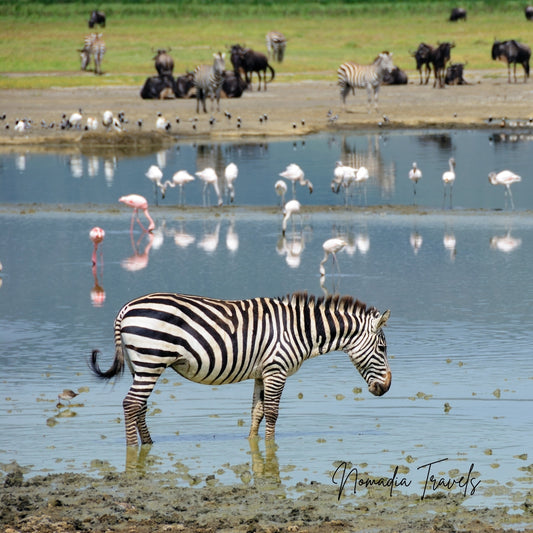 6-daagse Serengeti, Ngorongoro & Tarangire Safari