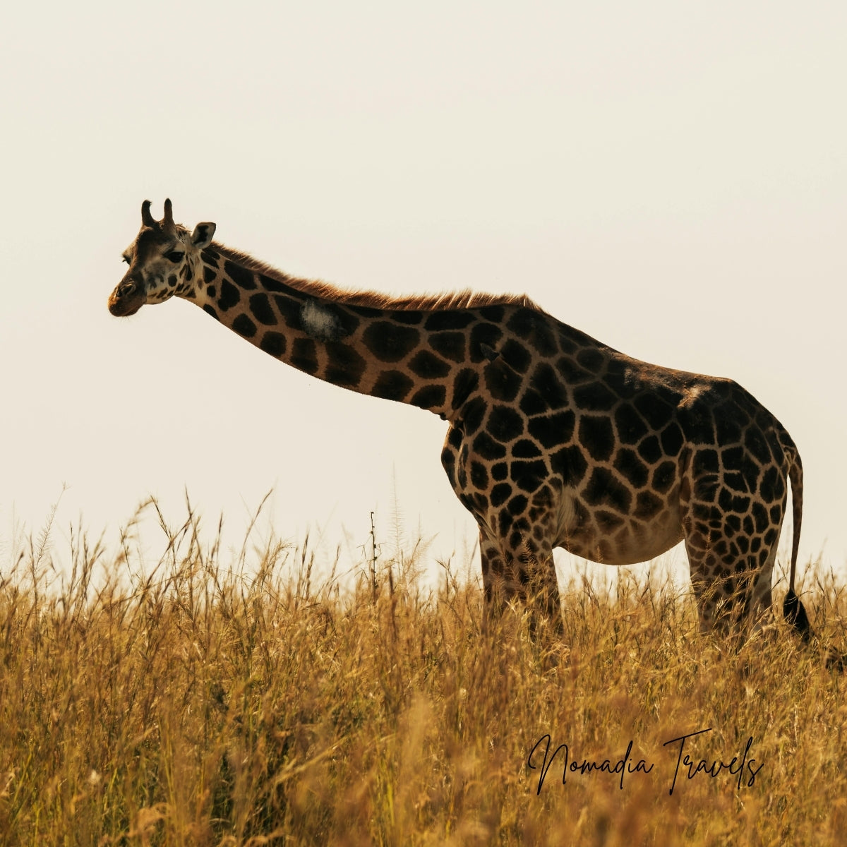 7-daagse Tarangire – Serengeti – Ngorongoro Safari