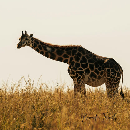 7-daagse Tarangire – Serengeti – Ngorongoro Safari