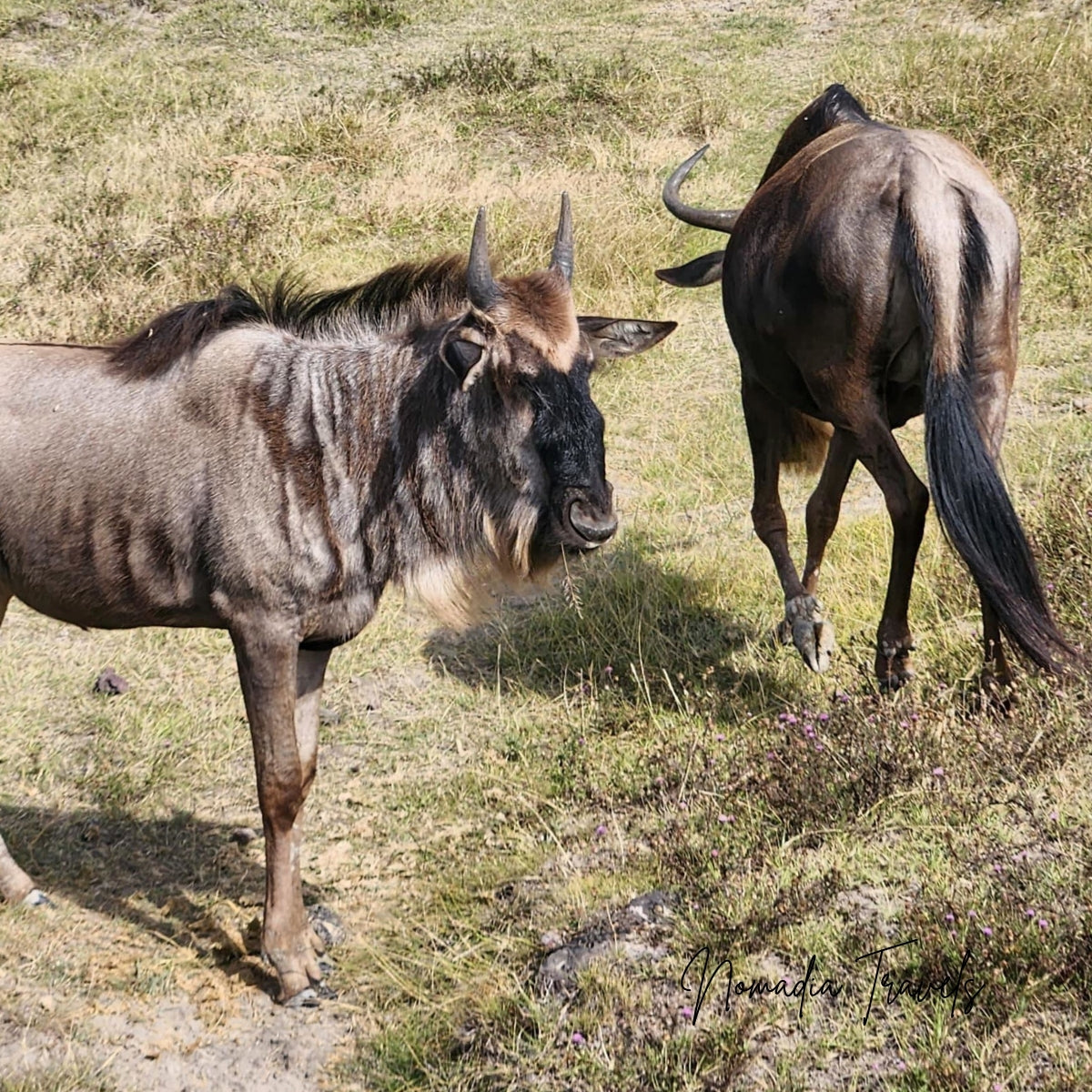 3-daagse Serengeti & Ngorongoro Safari