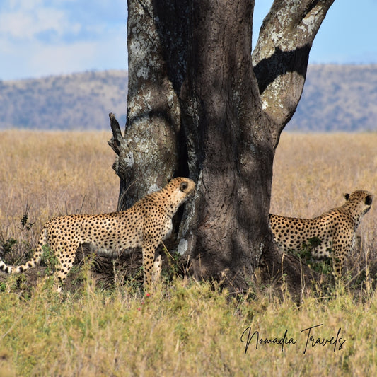 6-daagse Serengeti, Ngorongoro & Tarangire Safari