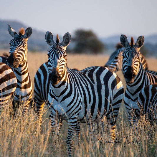 3-daagse Serengeti & Ngorongoro Safari