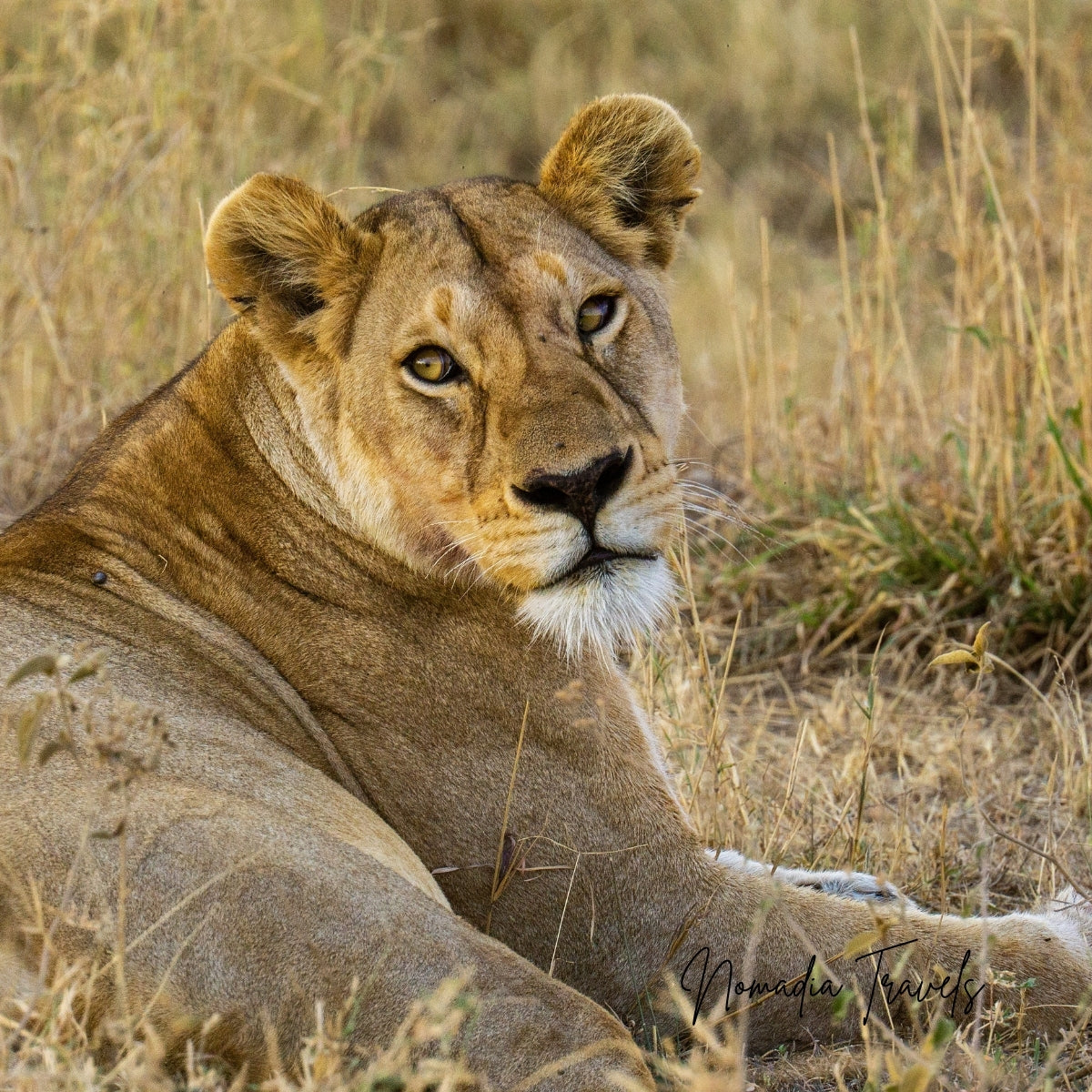 3-daagse Serengeti & Ngorongoro Safari