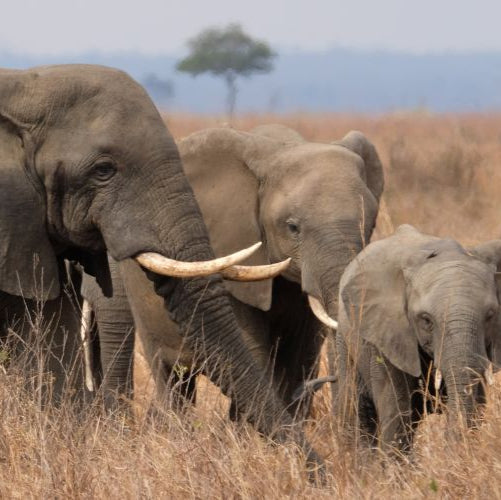 Three elephants in Mikumi National Park Tanzania