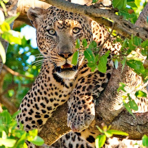 Lookout Leopard Serengeti National Park Tanzania