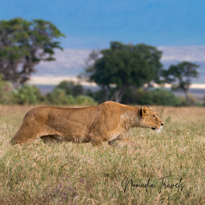 7-daagse Tarangire – Serengeti – Ngorongoro Safari