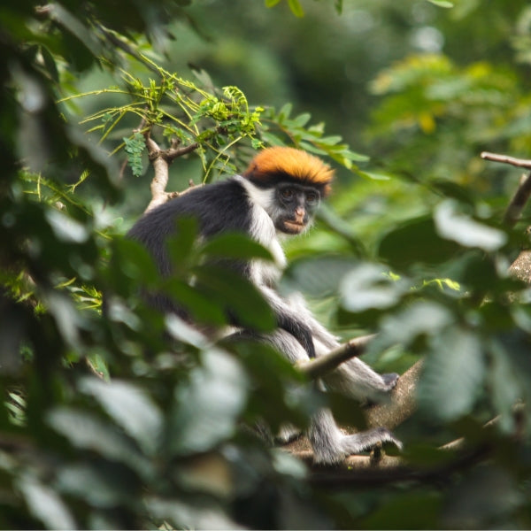 Red Colobus monkey perched in the lush forest canopy of Udzungwa Mountains National Park, Tanzania