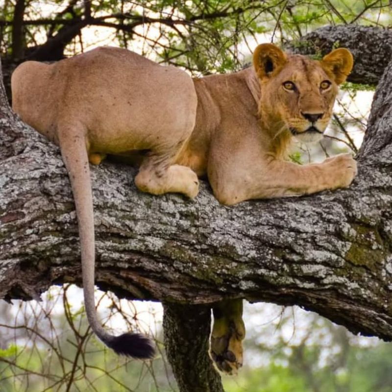 18-daagse Noord-Tanzania & Zanzibar Droomreis