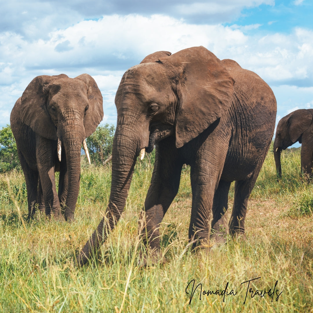 9-daagse Big Five Safari & Hot Springs Experience