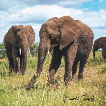 9-daagse Big Five Safari & Hot Springs Experience