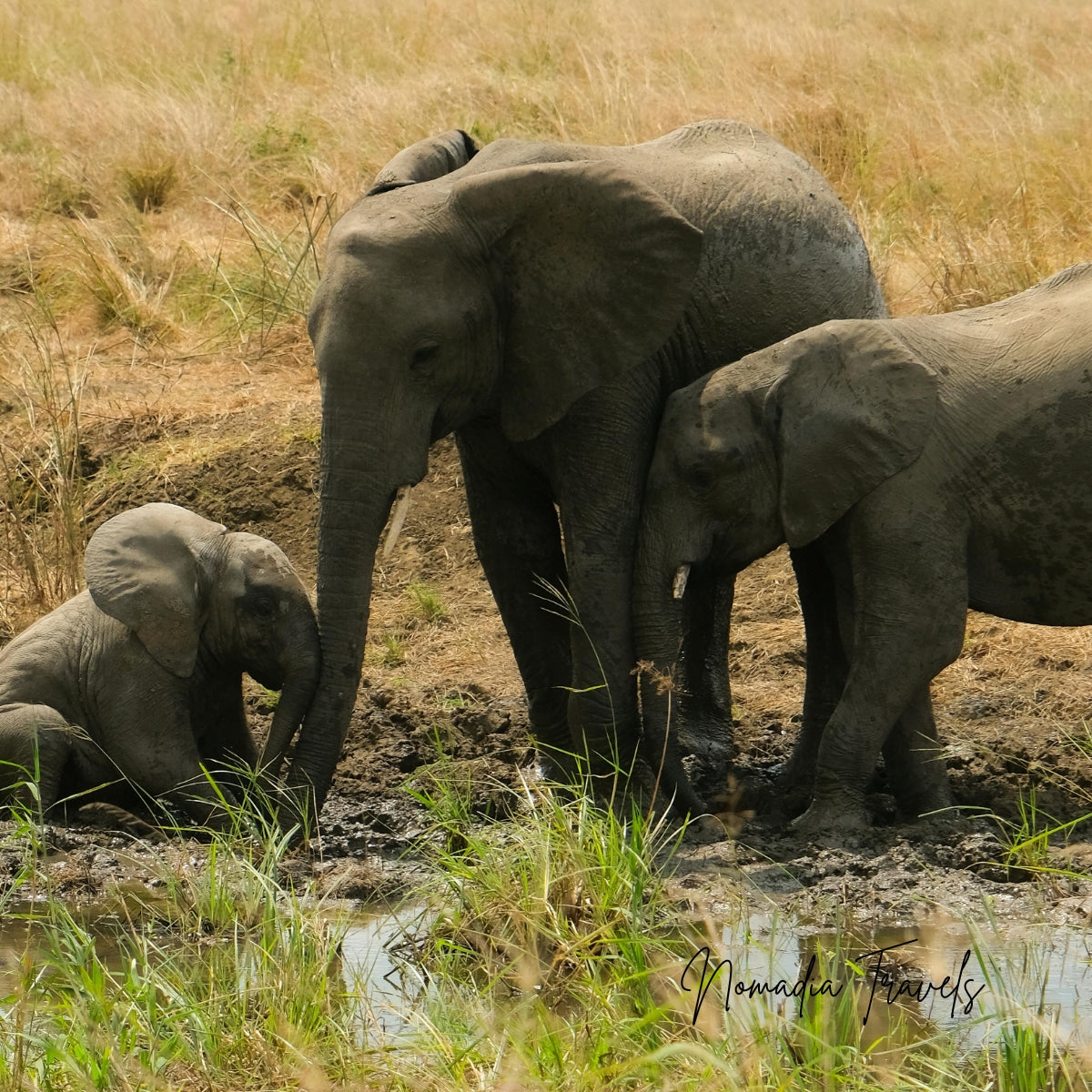 7-daagse Tarangire – Serengeti – Ngorongoro Safari