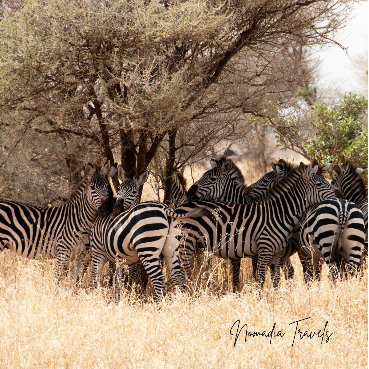 7-daagse Tarangire – Serengeti – Ngorongoro Safari