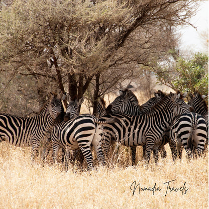 7-daagse Tarangire – Serengeti – Ngorongoro Safari
